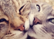 开云体育-绝杀与接管，当绿茵场的荣耀照进篮球殿堂，我们见证了什么？