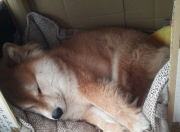 开云体育官网-字母哥狂轰48+17统治攻防！绿军险胜灰熊背后，见证真正的希腊神迹