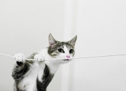 开云体育官方网站-约基奇王者时刻连斩关键分！年度焦点夜他亲手终结悬念