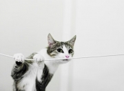 开云体育官方网站-约基奇王者时刻连斩关键分！年度焦点夜他亲手终结悬念