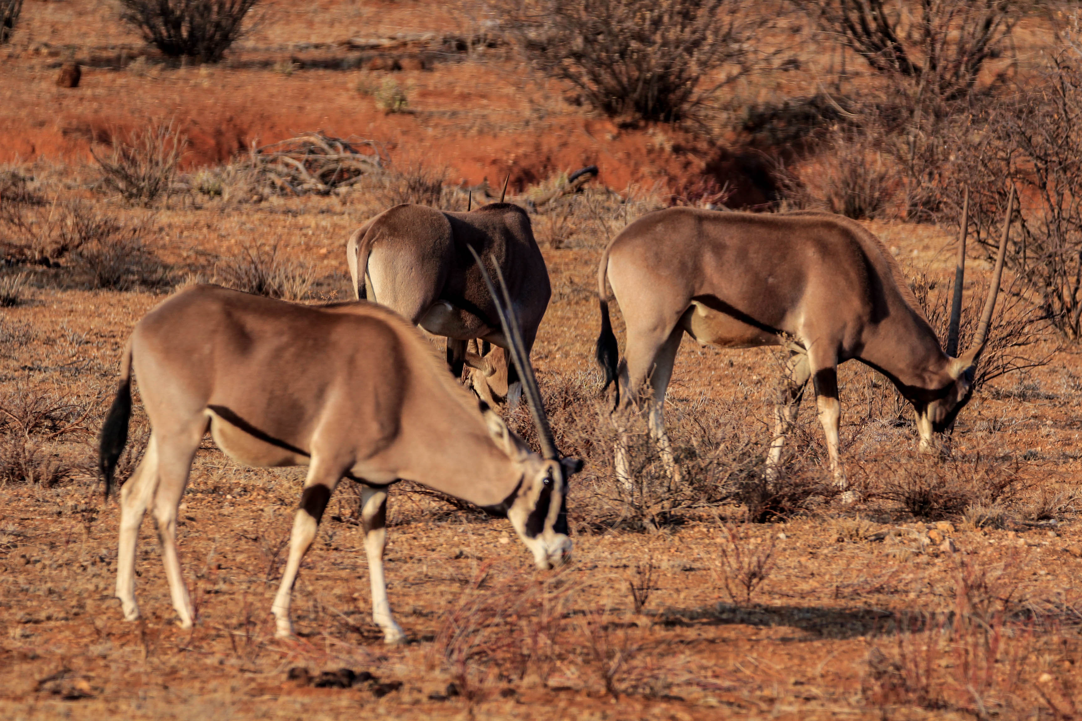 索马里国家队不敌肯尼亚，无缘晋级八强，势不可挡的简单介绍